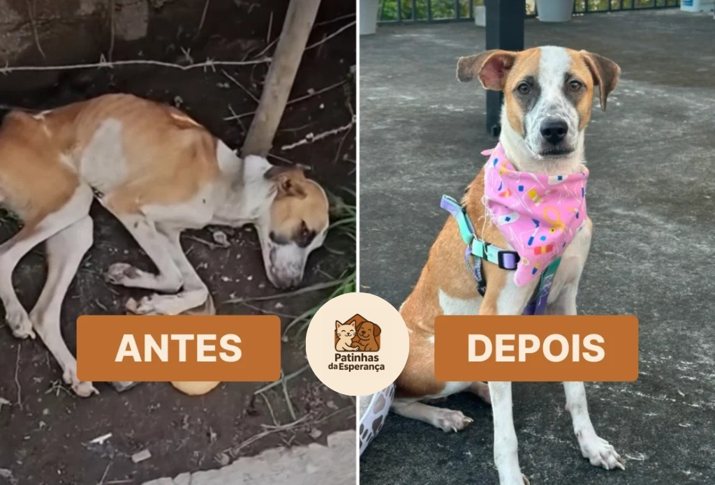 Milagre da recuperação