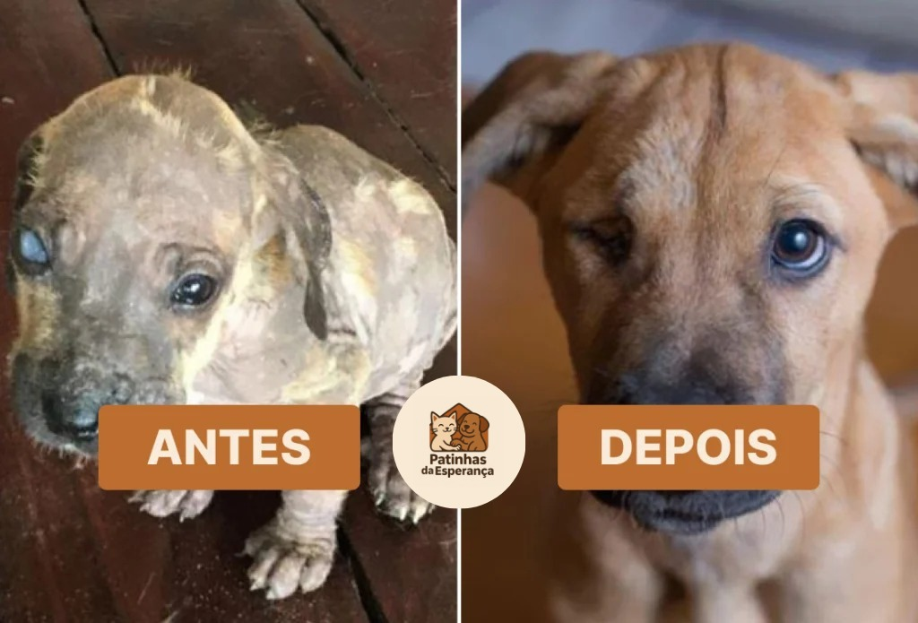 Esperança renovada