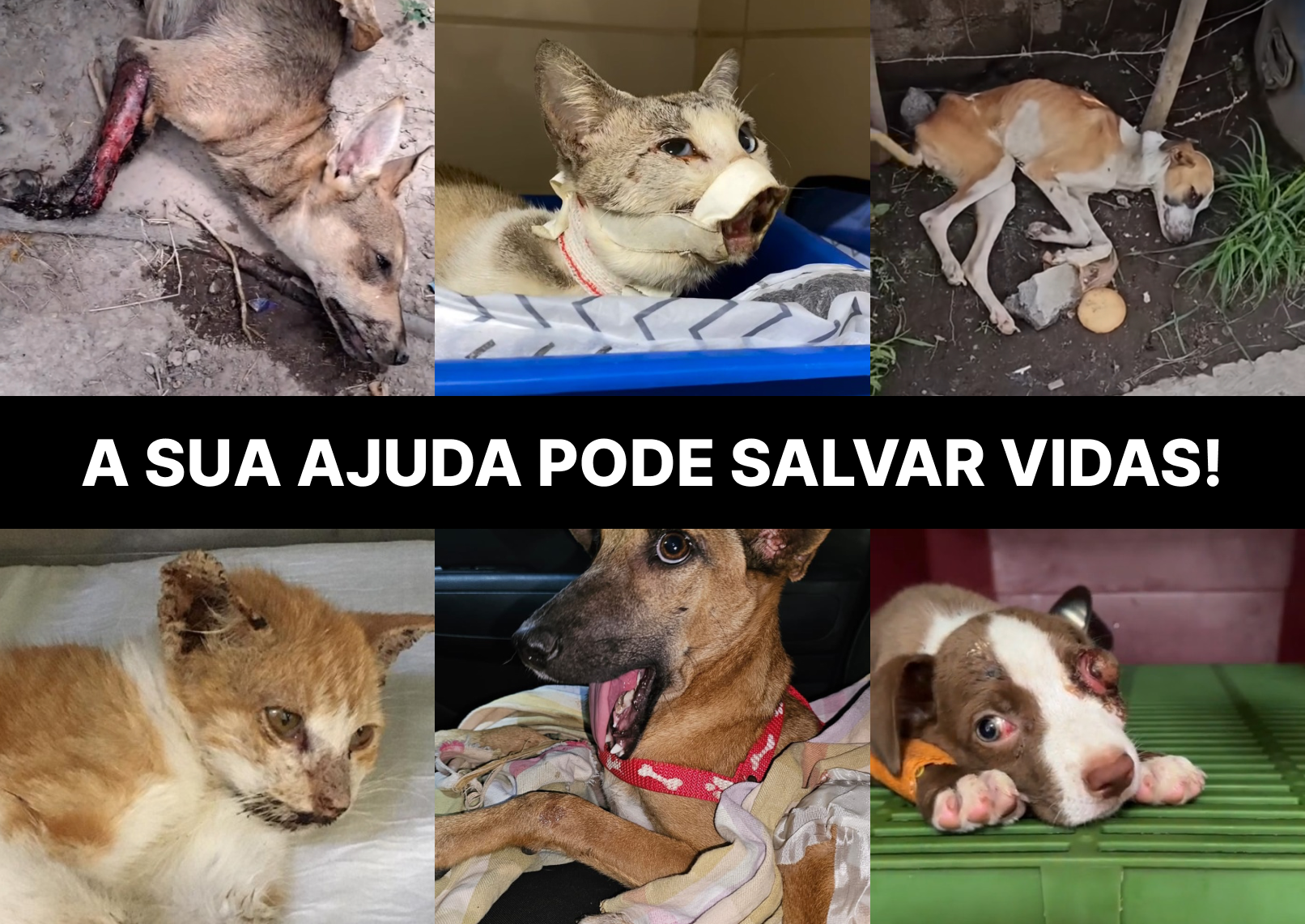 Animais resgatados pela Patinhas da Esperança